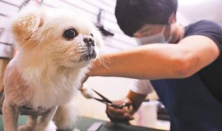 学宠物美容师培训需要多少钱